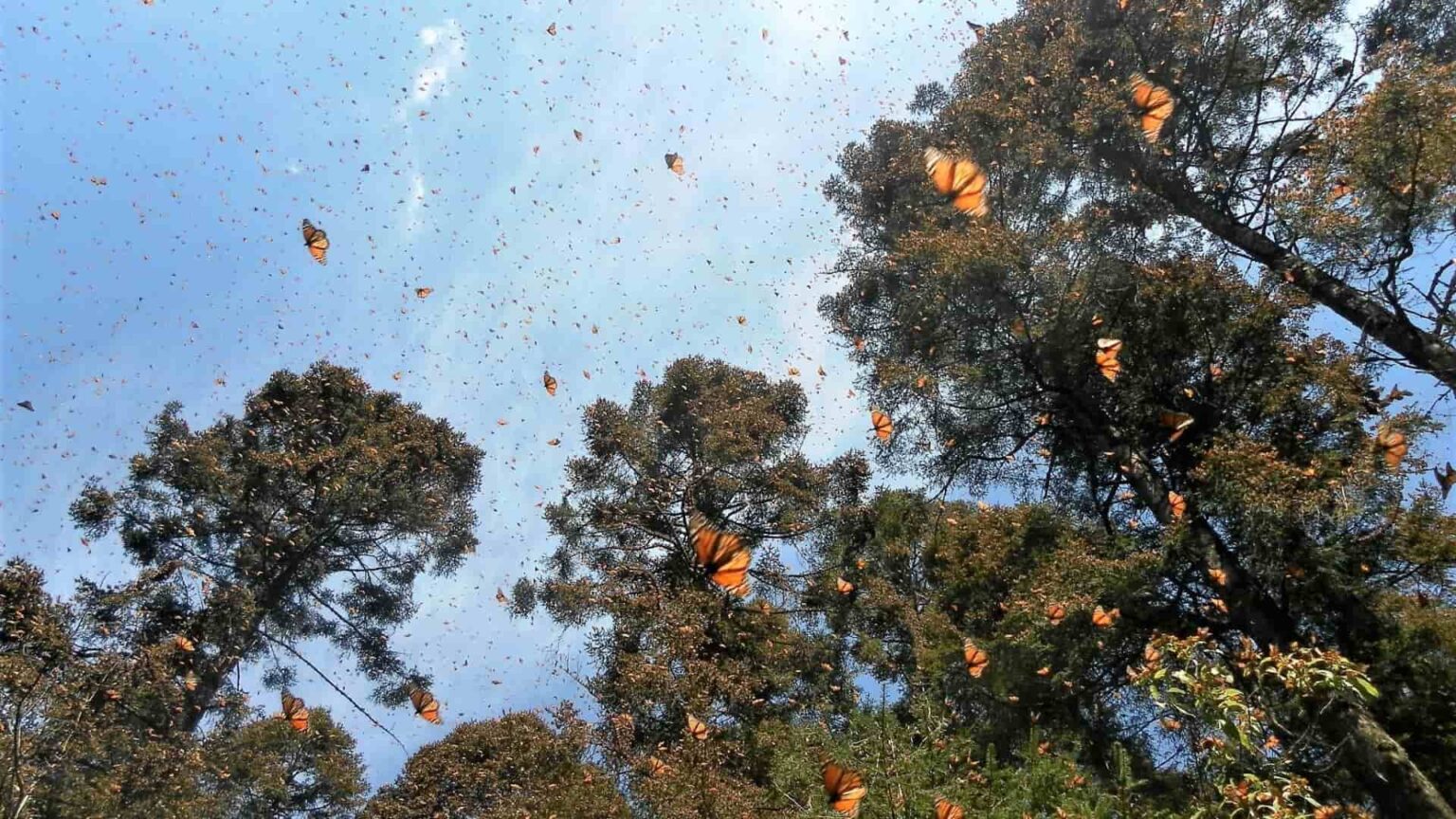 galerie photo voyage Mexique , les papillons monarques en plein vol
