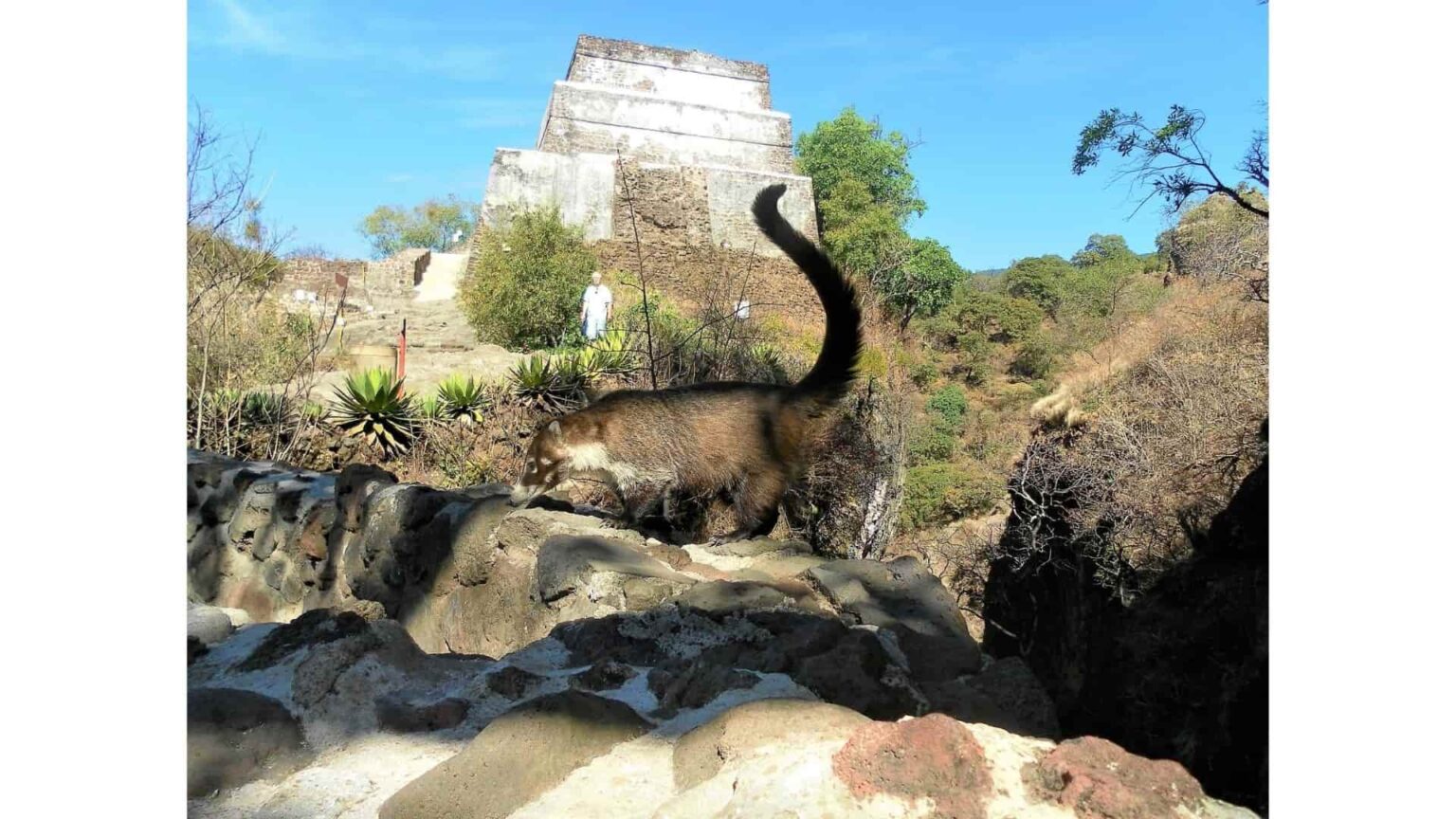 galerie photos voyage Mexique , coati dans les ruines du Tepozteco